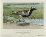 The black-bellied plover (Squatarola squatarola)