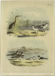 Least bittern ; Sanderling or ruddy plover ; Killdeer plover ;  Piping ringed plover ; Semi-palmated, ring, or ring-neck plover