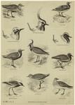 Golden plover; Golden plover; Head and foot of golden plover; Dotterel; Grey plover; Grey plover; Head and foot of grey plover; Lapwing; Head and foot of lapwing; Spur winged plover; Turnstone