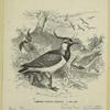 Lapwing (Vanellus cristatus)