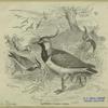 Lapwing--Vanellus cristatus