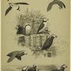 Horned and tufted puffins