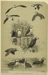 Horned and tufted puffins