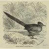 Ground cuckoo -- Geococcyx californianus