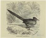 Ground cuckoo -- Geococcyx californianus