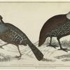 Long-tailed quail ; Montezuma's quail