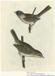 Black-chinned sparow ; Texas sparrow (Arremenops rufwirgata)