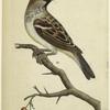 Fringilla domestica, common sparrow or house [sparrow]