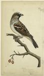 Fringilla domestica, common sparrow or house [sparrow]