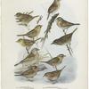 Various examples of New York sparrows