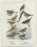 Various examples of New York sparrows