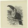 Common toucan - Rhamphastos ariel