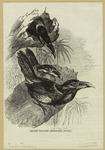 Gould's toucanet (Selenidera gouldi)