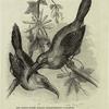 The groove-billed araçari (Aulacoramphys sulcatus)