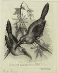 The groove-billed araçari (Aulacoramphys sulcatus)