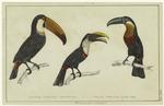 Toco toucan ; Tocard toucan ; Blue-billed toucan