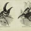 The many-banded araçri (Pteroglossus pluricinctus) ; The curl-crested araçari (Beuharnasius ulocomus)