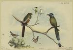 Trogons and other birds