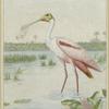 Roseate spoonbill--fast disappearing from the Everglades