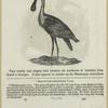 The roseate spoonbill