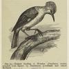 Extinct starling of Réunion (Fregilupus varius)