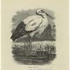 Stork -- Cicónia alba