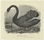 Black swan - Cygnus atrátus