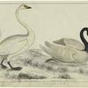 Bewick's swan ; Black-necked swan