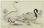 Bewick's swan ; Black-necked swan