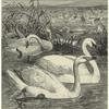 Bewick's swan - Cygnus minor ; Mute swan - Cygnus olor ; Whistling swan - Cygnus ferus