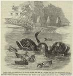 Black swans and their young, at Culvers, Surrey, the seat of Gurney, Esq., M.P