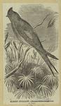 Klecho swallow--Dendro helidon longipennis
