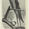 Klecho, Macropteryx longipennis Raffl