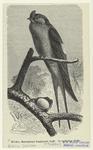 Klecho, Macropteryx longipennis Raffl