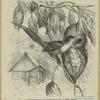 Schneidervogel (Orthotomus benettii)