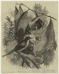 The tailor bird (Sylvia sutoria)