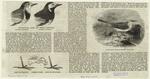 Motacilla alba of Great Britain, winter plumage, summer plumage ; Motacilla flava -- tawny wagtail ; Foot of wagtail, sternum bone, foot of Motacilla