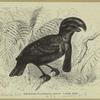 Schirmvogel (Cephalopterus ornatus)