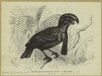 Schirmvogel (Cephalopterus ornatus)