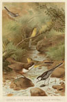 Dipper, pied wagtail, and yellow wagtail