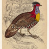 Tragopan hastingii (the golden-breasted tragopan), native of Himalaya