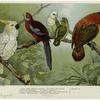 Lesser lemon-crested cockatoo ; Pennant's parrakeet ; Gray-headed Madagascar love birds ; Purple-capped lory