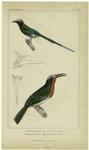 Merops amictus, Tem. (the green bee eater) ; Prionites brasiliensis, Illig. (the Brazilian saw bill)