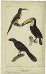 Ramphastos aracari, Gm. ; Ramphastos toco. (Vaillant's, birds of paradise, Pl. 2.) ; Crotophaga ani, Gm