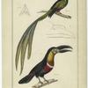 Peacock couroucou ; Bill of the Duvaucelius' couroucou ; Greatest billed toucan ; Bill of the greater ani