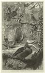 A Malayan forest, with some of its peculiar birds