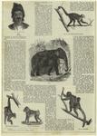 Caucasian ; The chimpanzee ; The mandrill ; The maki ; The white throated monkey