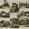 Antilope ; Cervus camelopardatis ; Schwein ; Capra Ibex ; Indianisch Schwein ; Africanische Ziege ; Moschus Moschiferus ; Muscus Schwein, Wild Schwein