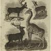 C. trandus, rein deer ; C. elaphus stag hart or red deer ; C. axis spotted axis ; Camelopardalis giraffa camelopard