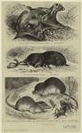 Roter Flattermaki (Galeopithecus rufus) ; Maulwurf (Talpa europaea) ; Hausspitzmaus (Crocidura aranea) und Waldspitzmaus (Sorex vulgaris)